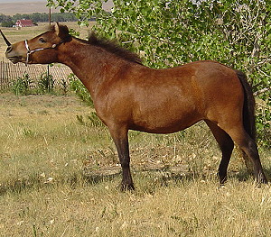 Bayley7-08b WEB.JPG